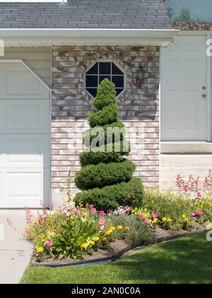 PICEA GLAUCA CONICA SPIRAL Stock Photo