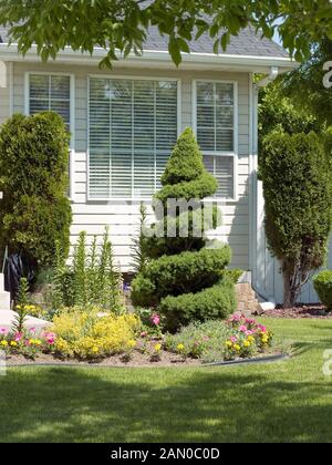 PICEA GLAUCA CONICA SPIRAL Stock Photo