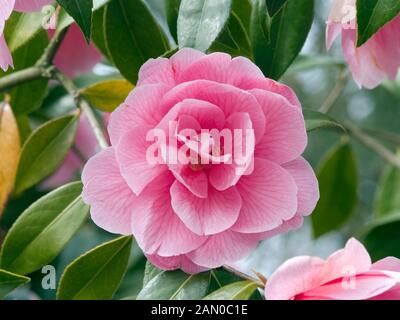 CAMELLIA WILLIAMSII DONATION Stock Photo