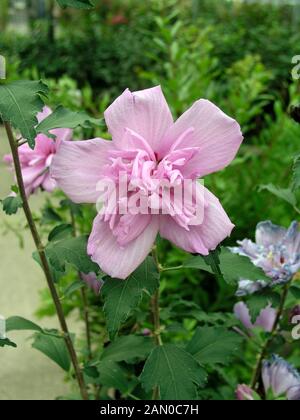 HIBISCUS SYRIACUS ARDENS Stock Photo