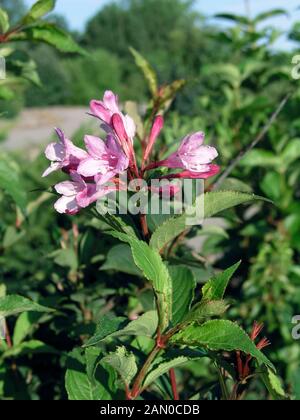 WEIGELA FLORIDA PINK PRINCESS Stock Photo