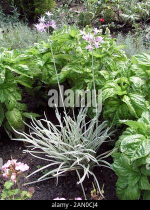 TULBAGHIA VIOLACEA SILVER LACE (SOCIETY GARLIC) Stock Photo