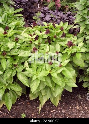 OCIMUM BASILICUM THAI MAGIC (SWEET THAI BASIL) Stock Photo