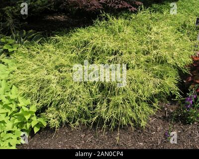 CHAMAECYPARIS PISIFERA FILIFERA AUREA (SAWARA CYPRESS) Stock Photo