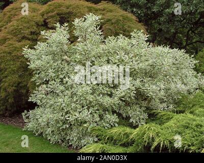 CORNUS ALBA ELEGANTISSIMA Stock Photo