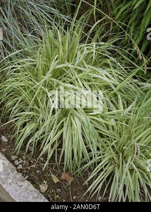 MOLINIA CAERULEA VARIEGATA Stock Photo