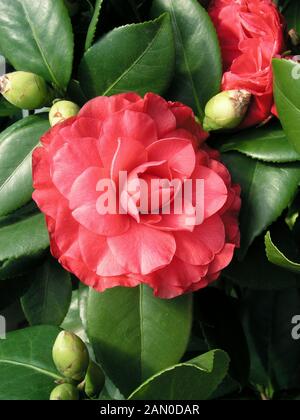 CAMELLIA JAPONICA  NUCCIOS BELLA ROSSA Stock Photo