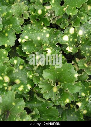 FARFUGIUM JAPONICUM 'AUREOMACULATUM'  (SYN. LIGULARIA TUSSILAGINEA 'AUREOMACULATA')  (LEOPARD PLANT) Stock Photo