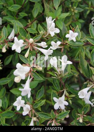 ABELIA GRANDIFLORA GOLD DUST Stock Photo