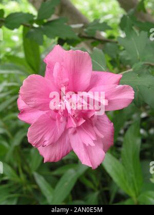 HIBISCUS SYRIACUS ARDENS Stock Photo