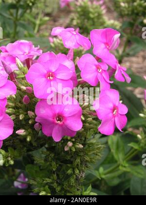 PHLOX PANICULATA PURPLE FLAME Stock Photo