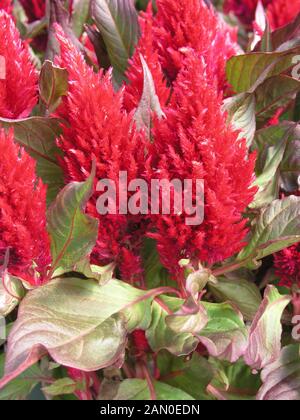 CELOSIA NEW LOOK RED Stock Photo