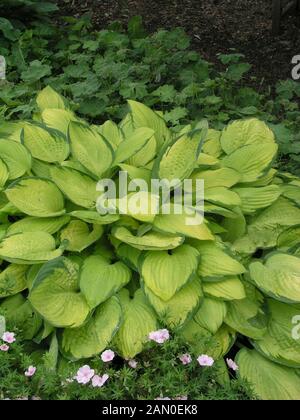 HOSTA GOLD STANDARD Stock Photo