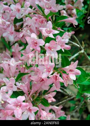 WEIGELA FLORIDA PINK PRINCESS Stock Photo