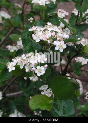 ARONIA MELANOCARPA 'AUTUMN MAGIC' Stock Photo