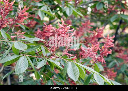 AESCULUS PAVIA Stock Photo