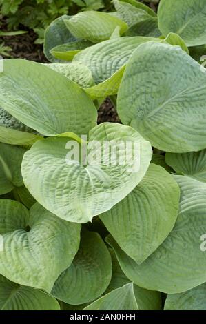 HOSTA BIG DADDY Stock Photo