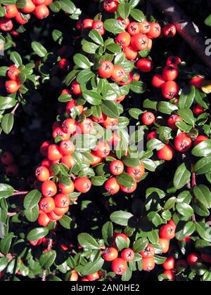 COTONEASTER DAMMERI CORAL BEAUTY Stock Photo