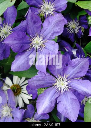 CLEMATIS LADY BETTY BALFOUR Stock Photo