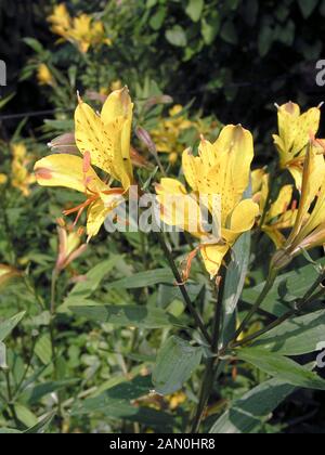 ALSTROEMERIA SWEET LAURA Stock Photo