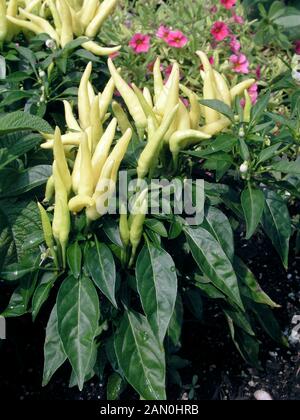 CAPSICUM ANNUUM CHILLY CHILI   ORNAMENTAL PEPPER Stock Photo