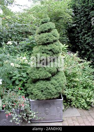 PICEA GLAUCA CONICA SPIRAL TOPIARY Stock Photo