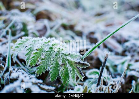 Grass in the frost. Winter natural plant background in cold blue tones.