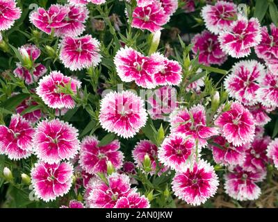 DIANTHUS IDEAL SELECT WHITEFIRE Stock Photo