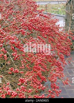 ILEX VERTICILLATA RED SPRITE Stock Photo