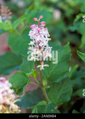 RIVINA HUMILIS   (PIGEON BERRY) Stock Photo