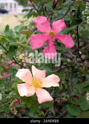 ROSA x ODORATA 'MUTABILIS' Stock Photo