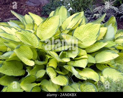 HOSTA 'GOLD STANDARD' Stock Photo