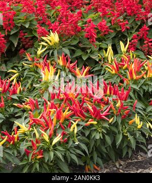 CAPSICUM ANNUUM 'CHILLY CHILI' Stock Photo