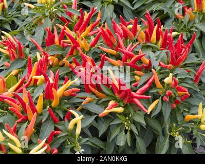 CAPSICUM ANNUUM CHILLY CHILI Stock Photo