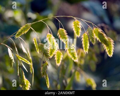 CHASMANTHIUM LATIFOLIUM (INDIAN WOOD OATS)  (NORTHERN SEA OATS) Stock Photo