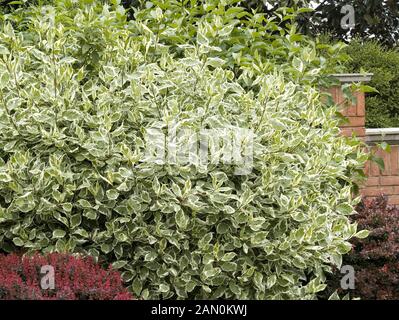 CORNUS ALBA ELEGANTISSIMA Stock Photo