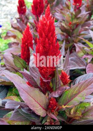 CELOSIA ''NEW LOOK RED'' Stock Photo