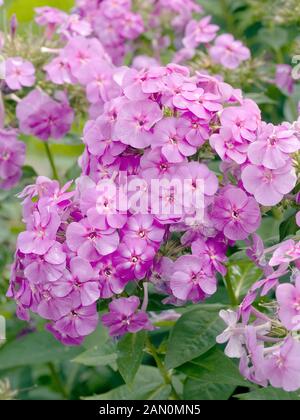 PHLOX PANICULATA PURPLE FLAME Stock Photo