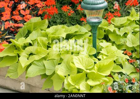 IPOMOEA BATATAS MARGARITA Stock Photo