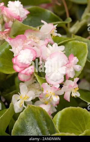 begonia cultorum semperflorens