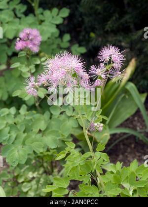 THALICTRUM AQUILEGIFOLIUM PURPUREUM Stock Photo