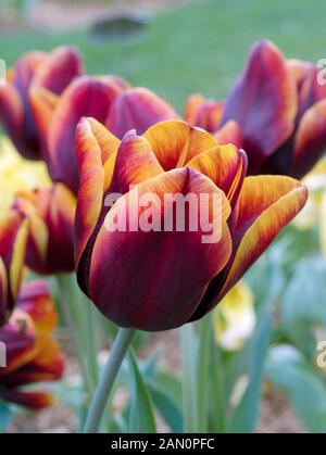 TULIPA TRIUMPH ABU HASSAN Stock Photo