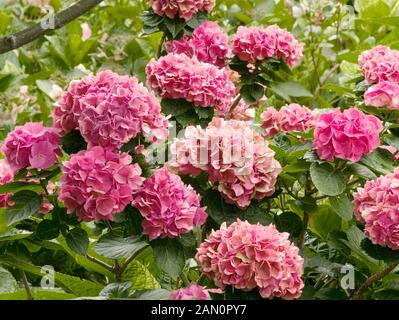 HYDRANGEA MACROPHYLLA GLOWING EMBERS Stock Photo