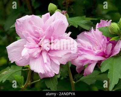 HIBISCUS SYRIACUS ARDENS Stock Photo