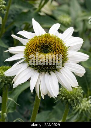 ECHINACEA PURPUREA FRAGRANT ANGEL Stock Photo