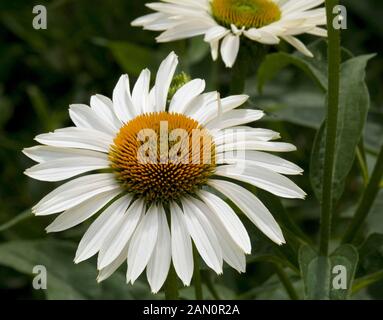 ECHINACEA PURPUREA FRAGRANT ANGEL Stock Photo