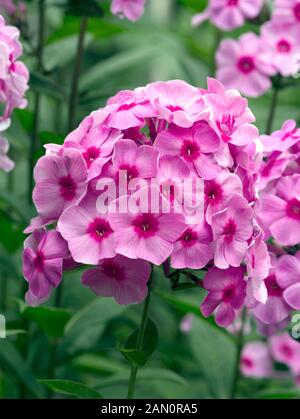 PHLOX PANICULATA 'EVA CULLUM' Stock Photo