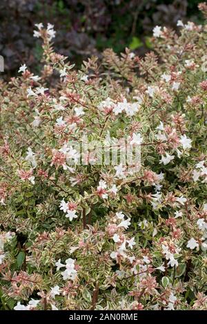 ABELIA GRANDIFLORA CONTI 'CONFETTI' Stock Photo