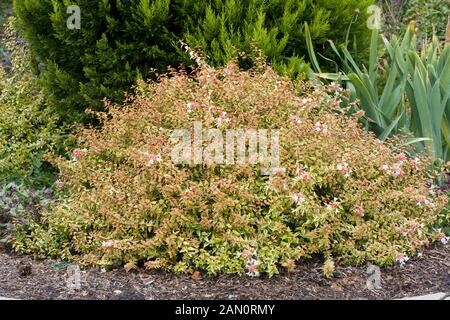 ABELIA GRANDIFLORA KALEIDOSCOPE Stock Photo