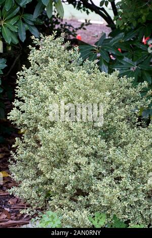 BUXUS SEMPERVIRENS ELEGANTISSIMA Stock Photo